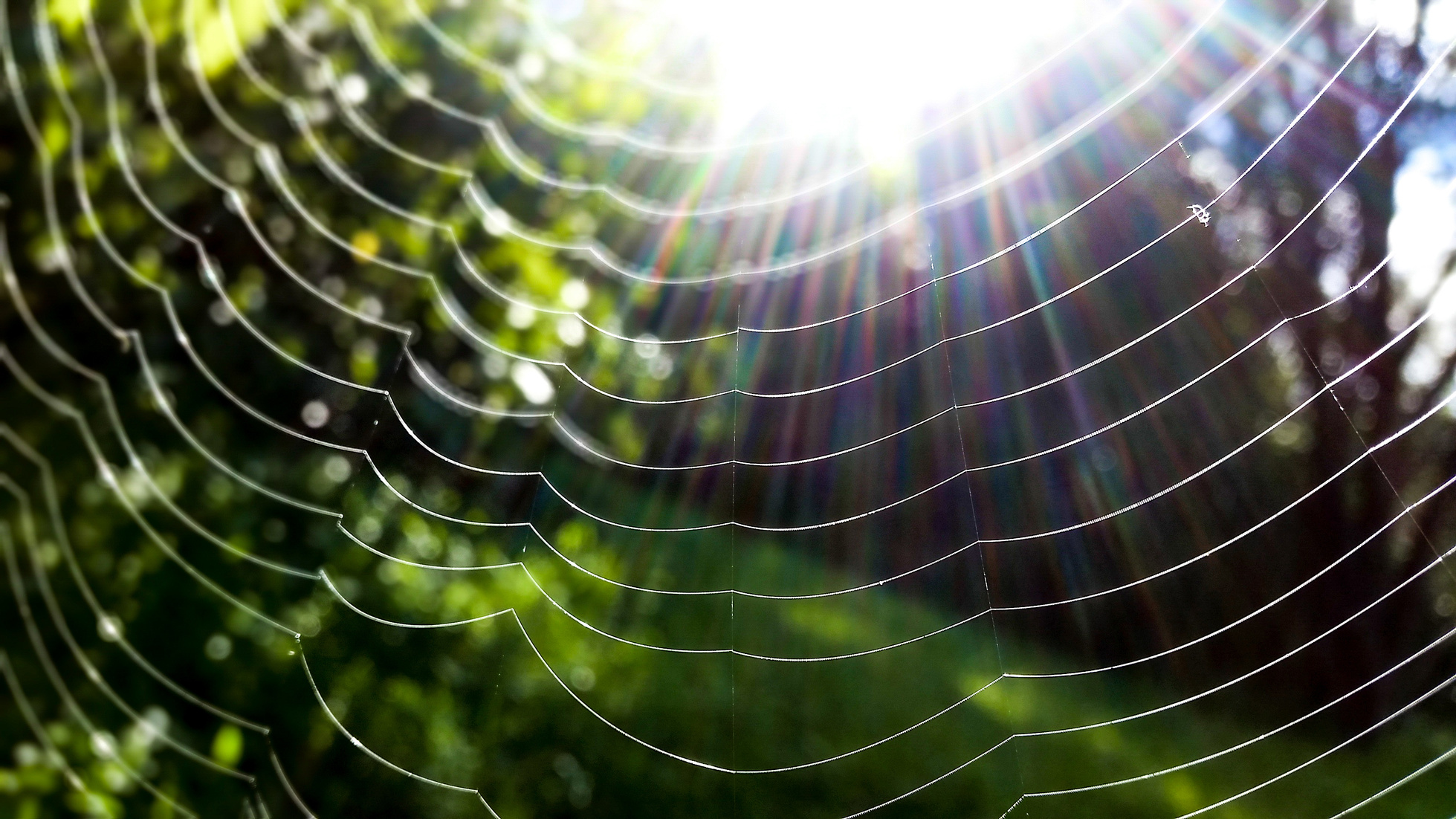 Spider Web in Closeup Photo